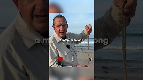 Ever seen the FANGS of a beach worm? Close up footage 😲 Full vid up Sat 3pm AEST #beachfishing