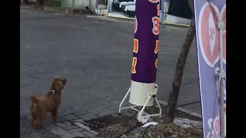 A puppy who hates dancing commercial balloons.