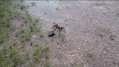 Spider wasp viciously attacks tarantula