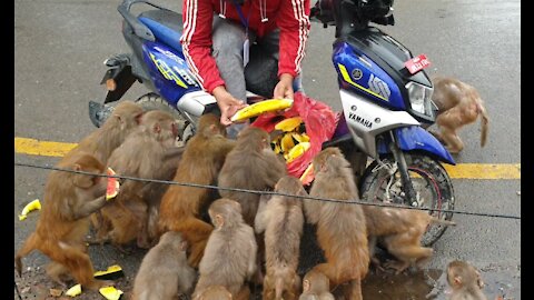 Feeding the Maternity monkey watermelon & plum in the rain| Thankyou Ms. Claudine from Washington DC