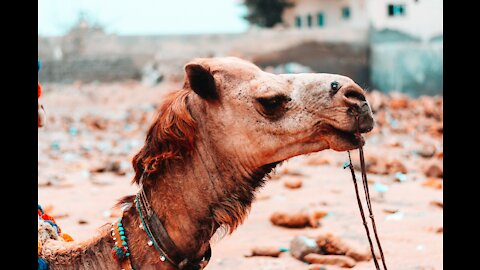 Camel bites and plucks a woman's hair in a funny way 😂😁