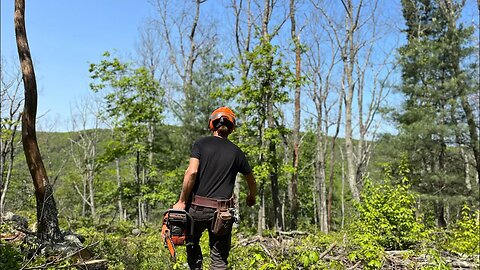 Gypsy Moths and Their Impact on PA Forests!