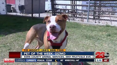 Pet of the Week: Gizmo