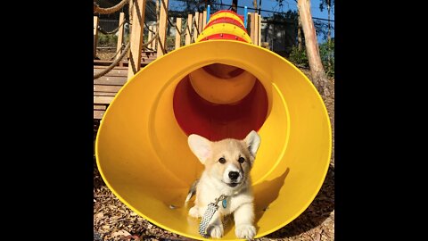 Corgis Conquer Slide! Greet brave corgis