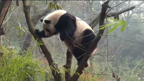 I panda che cadono dall'albero