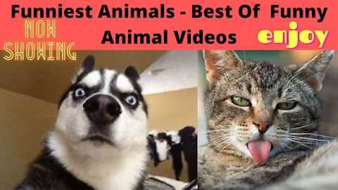 Funniest Animals Best Of Funny Animal Videos