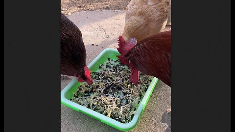 Mini sprout farm with sunflower seeds for the chickens