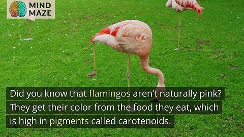 10 Strange and Interesting Facts About Animals That Will Surprise and Delight You!