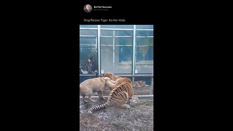 Dog raises tiger as her kids