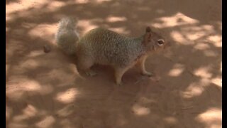 Squirrel comes up for a closer view