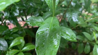 Beautiful watery green plants