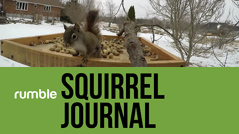 This squirrel journal video compilation is high-energy fun!