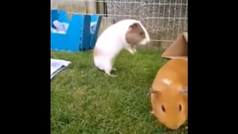 Baby Guinea Pigs Popcorning