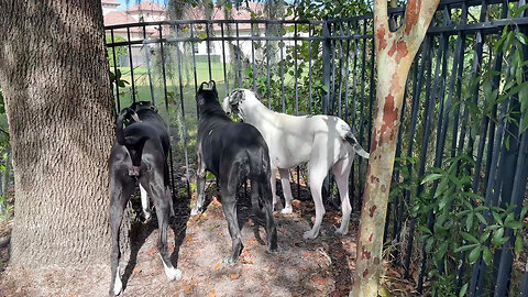 Funny Nosy Great Danes Go On Neighborhood Watch