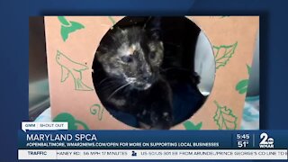 Pets up for adoption at the Maryland SPCA