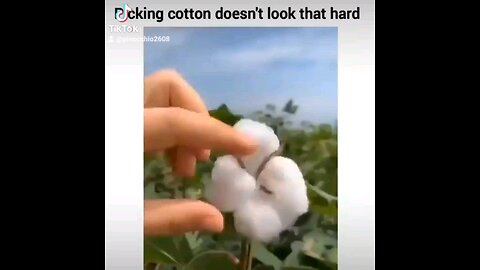 Cotton Picking