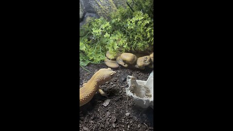 Leopard Gecko eating crickets.