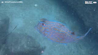 Ce poisson vache change de couleur de façon incroyable