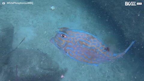 Ce poisson vache change de couleur de façon incroyable