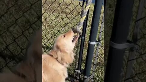 Golden Retriever Puppy vs Physics - Tug Of War vs Fence Post In Concrete