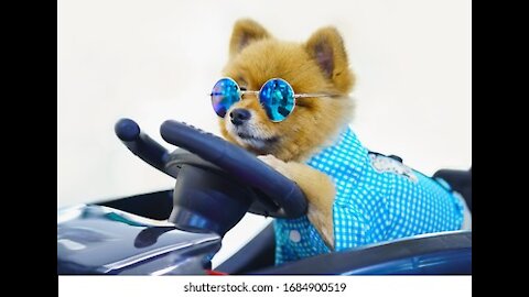 dog driver pomeranian