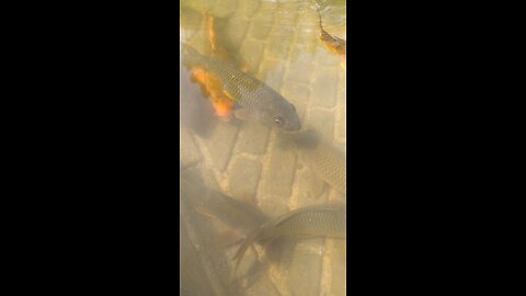 Gurbani kirtan, Fishing in Guru Ghar,Satnaam Waheguru, Viral Video