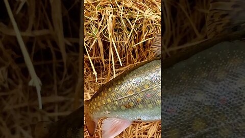 Sweet Spring Brookie! #shorts #fishingshorts