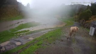 Horses managing the flood