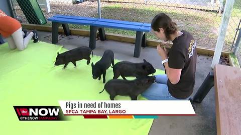 Pot belly pigs up for adoption at Largo shelter