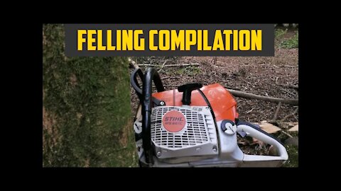 Tree Felling Compilation #flatoutforestry