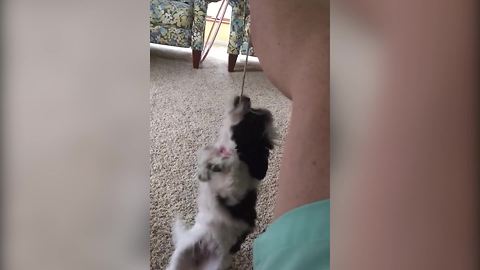 A Little Dog VS A Shoelace