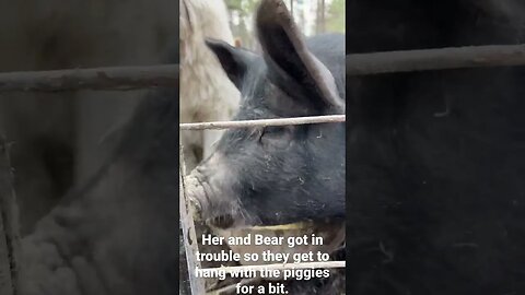 #guardiandog #livestockguardiandog #greatpyrenees #pigs #largeblack #berkshire