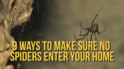 How to Make Sure No Spiders Enter Your Home