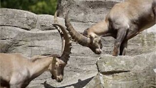 Cyclists witness epic goat fight