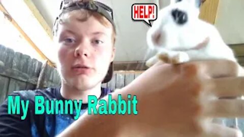 My Bunny Rabbit