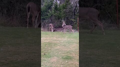 The pups unexpectedly catching two deer rutting in the back yard.