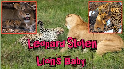 Lion Fight Her Baby | Lion Vs Leopard | who win?