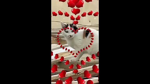 Funny cat. #funnyvideo #cat #love #funnylove