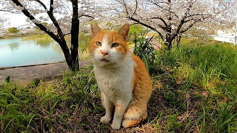 There was a stray cat who talked a lot in the park, so I went nadenade