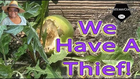 We Have A #mystery #thief , #gardenpests - #catshobbycorner