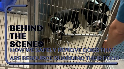 How We Remove A Dog That Is Resource Guarding Their Food While In Their Kennel | Behind The Scenes