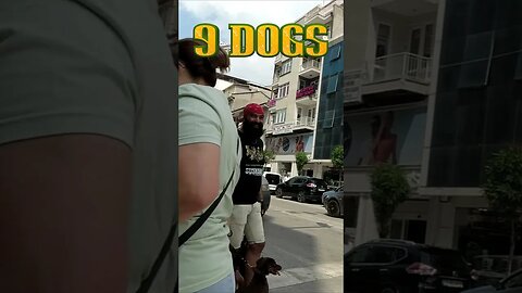 9 köpek karşısında insanların verdiği komik tepkiler 2023