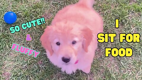 Golden Retriever Puppy Training: Learning to sit