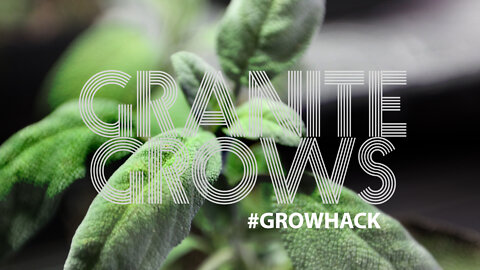 #GRANITEGROWS #GROWHACK "Sage Cuttings"