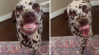 Three-legged Dalmatian adorably smiles for the camera