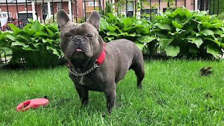 Bulldog enjoying the weather