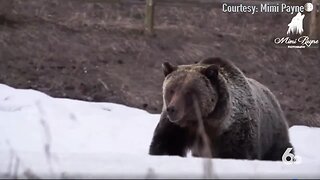 Be bear aware