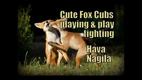 Cute and Adorable #Fox cubs Playing and Play Fighting to Hava Nagila (black fox and 3 legged fox!)