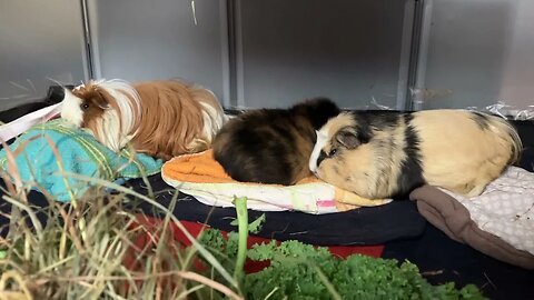 Guinea pigs falling asleep 😴