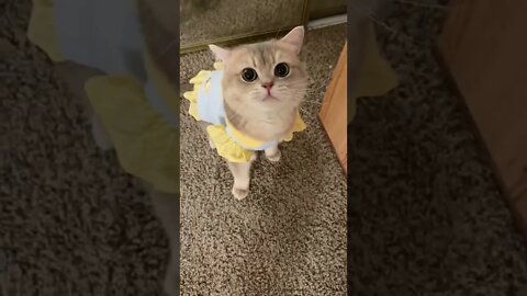 Cat New Outfit #ytshorts #shorts #PetpupFun #Trending #Trand #Viral